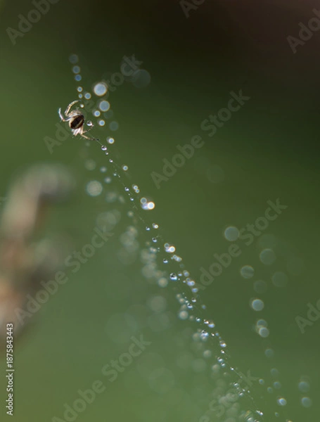 Fototapeta Tiny Spider on Dewy Web with Soft Bokeh