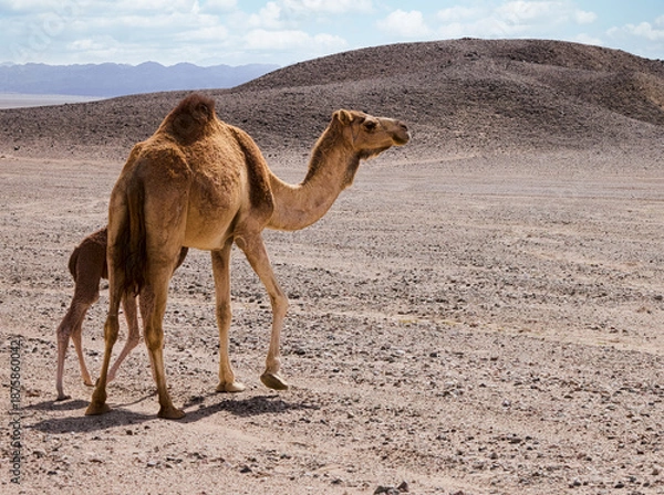 Obraz camel in the desert