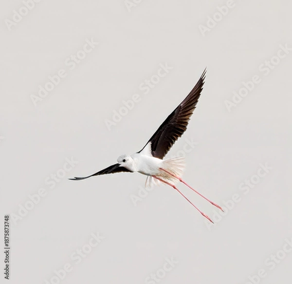 Obraz white stork in flight
