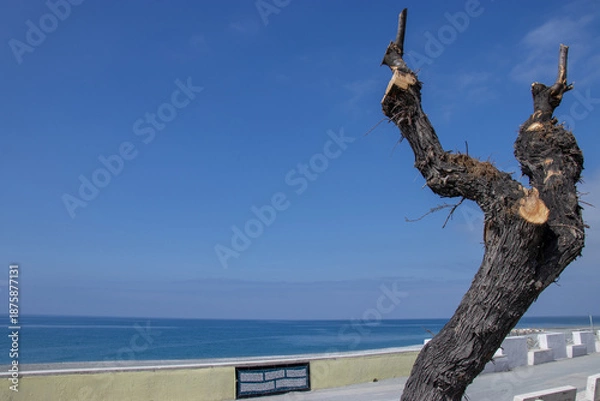 Obraz Albero sul lungo mare