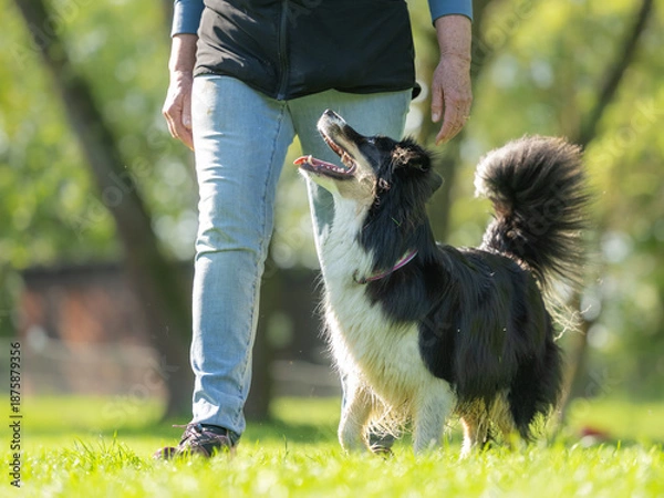 Obraz border collie and handler in focused heelwork from the side