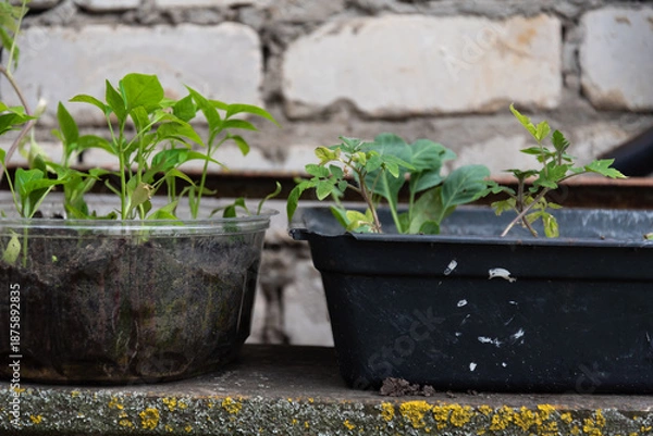 Obraz Young vegetable seedlings in plastic containers on rustic background