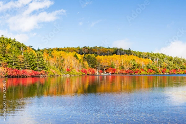 Obraz 日本の風景・秋　長野県佐久穂町　北八ヶ岳　紅葉の白駒の池