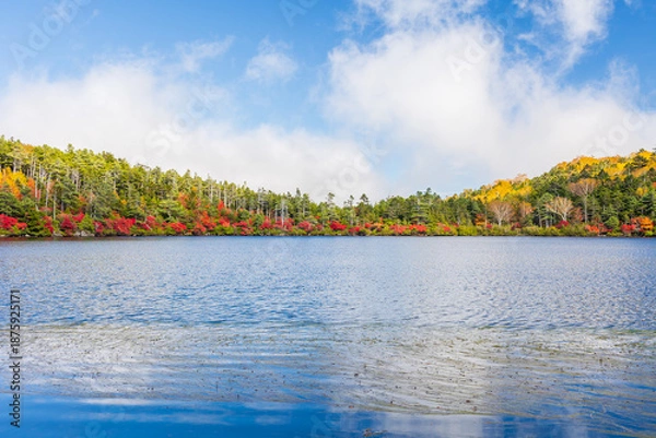 Obraz 日本の風景・秋　長野県佐久穂町　北八ヶ岳　紅葉の白駒の池