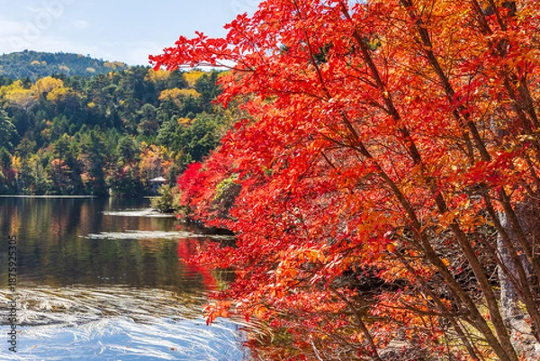 Obraz 日本の風景・秋　長野県佐久穂町　北八ヶ岳　紅葉の白駒の池