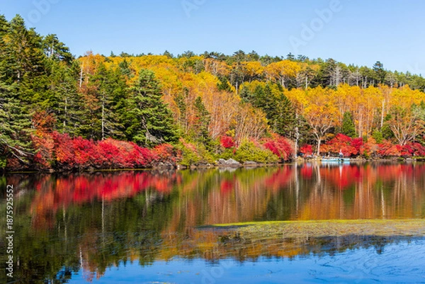 Obraz 日本の風景・秋　長野県佐久穂町　北八ヶ岳　紅葉の白駒の池