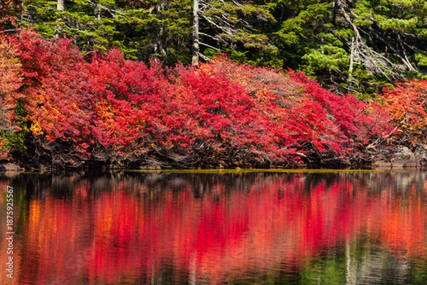 Obraz 日本の風景・秋　長野県佐久穂町　北八ヶ岳　紅葉の白駒の池