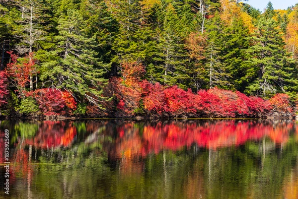 Obraz 日本の風景・秋　長野県佐久穂町　北八ヶ岳　紅葉の白駒の池