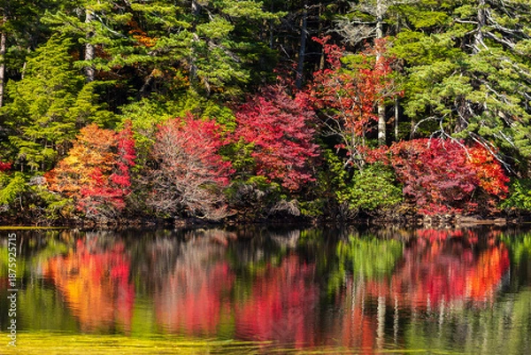 Obraz 日本の風景・秋　長野県佐久穂町　北八ヶ岳　紅葉の白駒の池