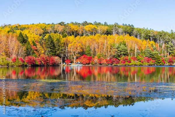 Obraz 日本の風景・秋　長野県佐久穂町　北八ヶ岳　紅葉の白駒の池