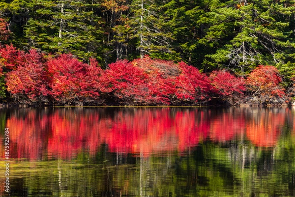 Obraz 日本の風景・秋　長野県佐久穂町　北八ヶ岳　紅葉の白駒の池