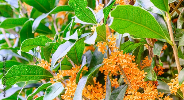 Obraz キンモクセイの花