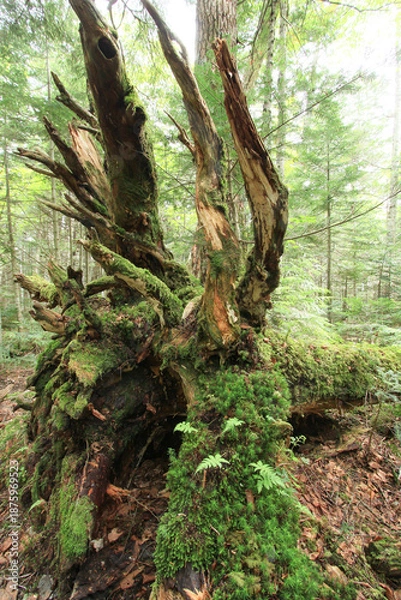 Obraz 白駒の池・苔と原生林