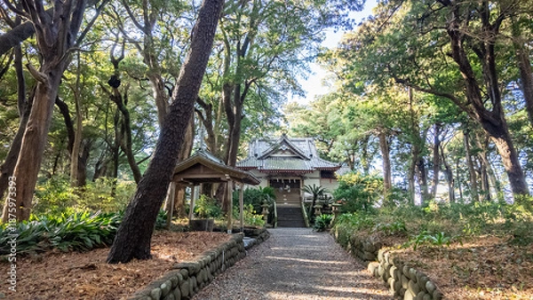 Obraz 静岡県沼津市　木漏れ日が差し込む諸口神社の境内と参道