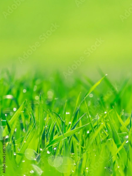 Obraz Green grass texture from a field