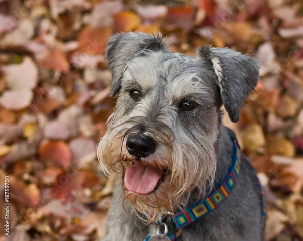 Obraz Dog miniature schnauzer sits with fall leaves in the background