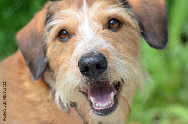 Obraz Porträt eines männlichen Rauhaar Kromfohrländers.