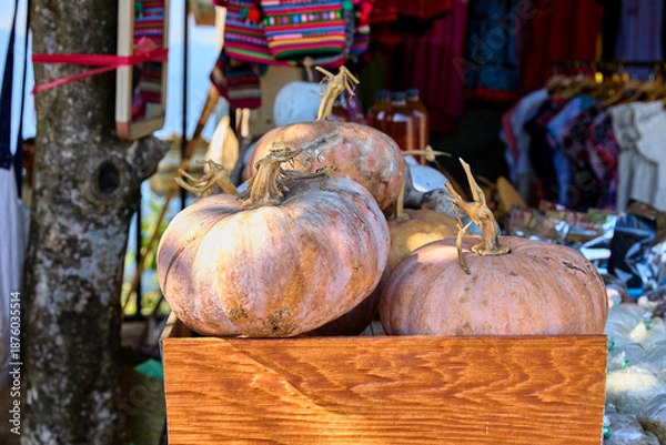Obraz Pumpkins in wooden box