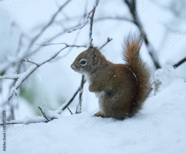 Obraz Red squirrel in winter in Alaska