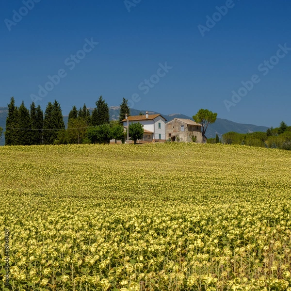 Fototapeta Typical farm in Umbria (Italy) at summer