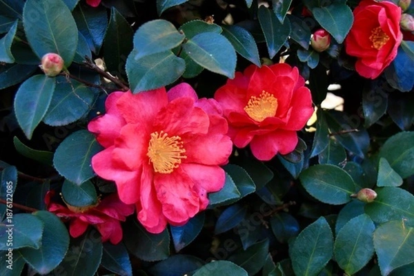 Fototapeta 美しいサザンカの花と青光りする葉