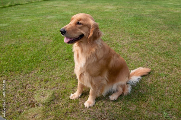 Obraz ゴールデンレトリーバー（ゴールデンレトリバー）