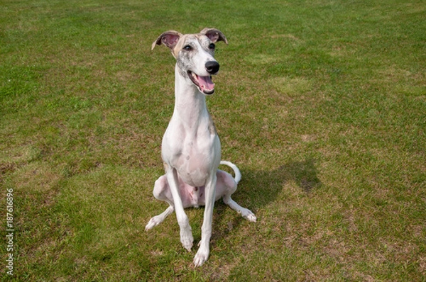 Obraz ウィペット（whippet）