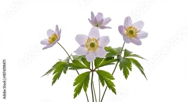 Fototapeta 柔らかな光が優しく降り注ぎ可憐に咲き誇る淡い薄紫色の花々が清らかに輝く 美しい白い背景がその純粋な美しさを際立たせ心地よい春の訪れを鮮やかに感じさせる. AI Generated