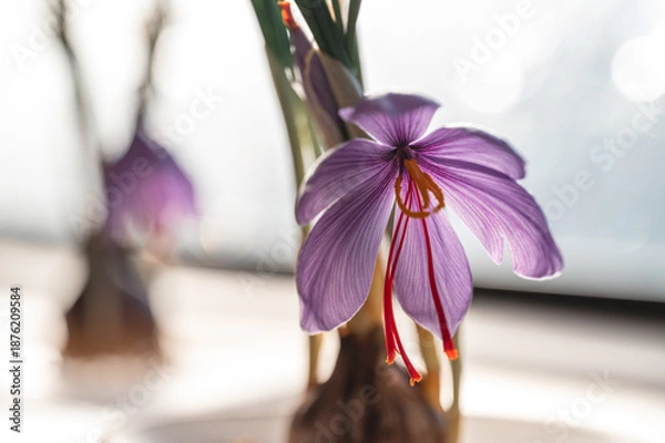 Obraz サフランの花　球根　栽培