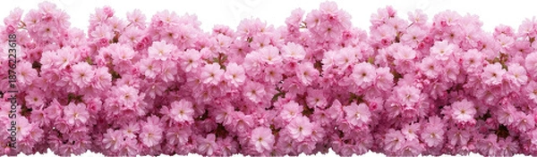 Obraz Spring Cherry Blossom Design Elements Collection Isolated on White