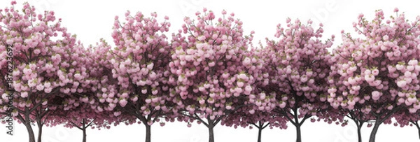 Obraz Spring Cherry Blossom Design Elements Collection Isolated on White