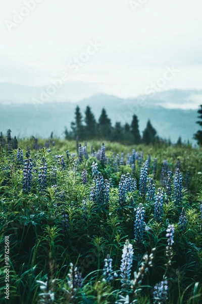 Fototapeta Горные цветы