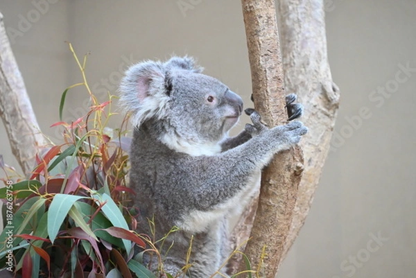 Obraz 愛らしいコアラ