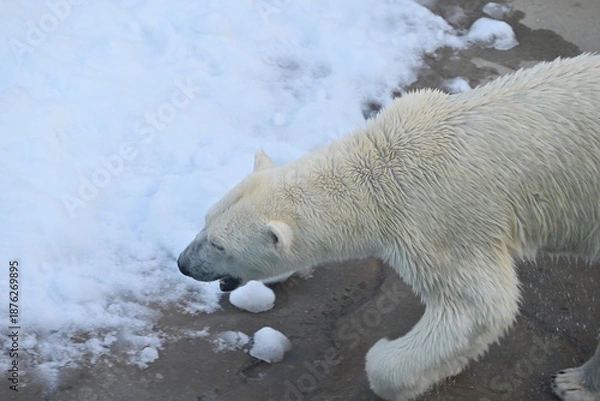 Obraz 力強く歩くホッキョクグマ（しろくま）