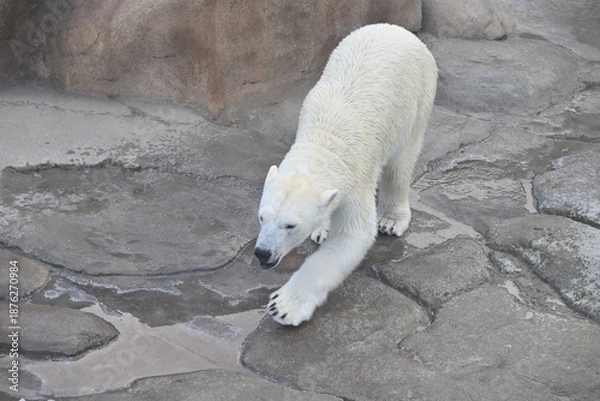 Obraz 力強く歩くホッキョクグマ（しろくま）