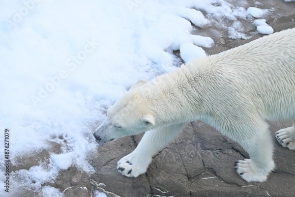 Obraz 力強く歩くホッキョクグマ（しろくま）