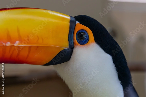 Fototapeta オオハシ -toucan-