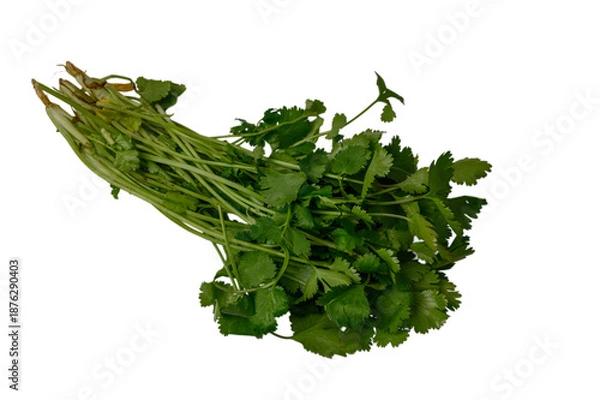Obraz Parsley Bundle Isolated on White Background