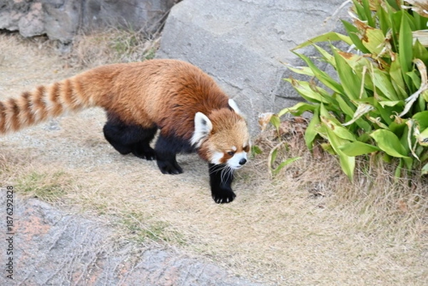 Obraz ふわふわの毛並みと愛くるしいレッサーパンダ