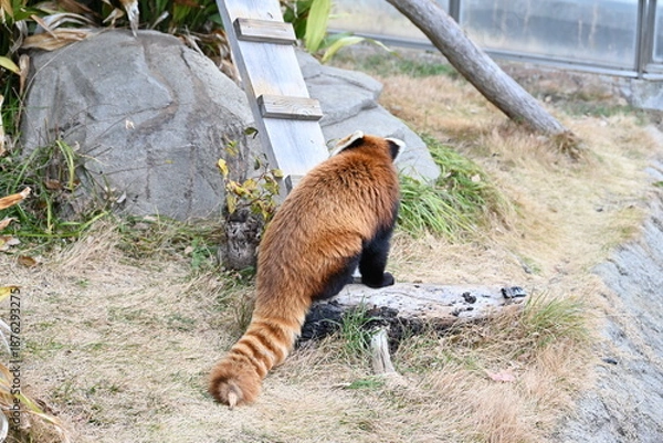 Obraz ふわふわの毛並みと愛くるしいレッサーパンダ