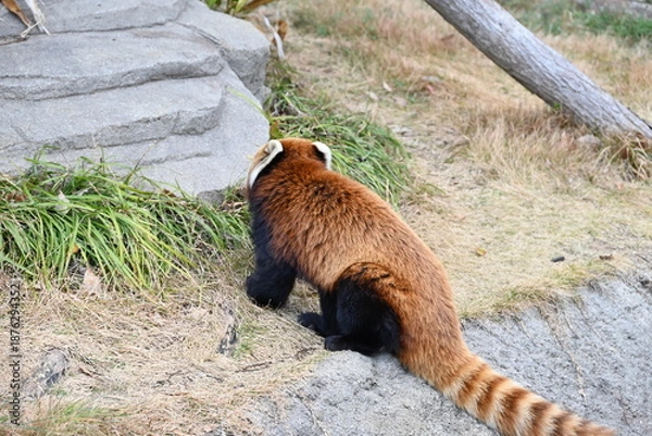 Obraz ふわふわの毛並みと愛くるしいレッサーパンダ
