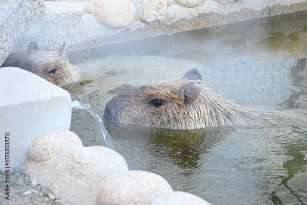 Obraz 温泉に浸かるカピバラ（カピバラ温泉）