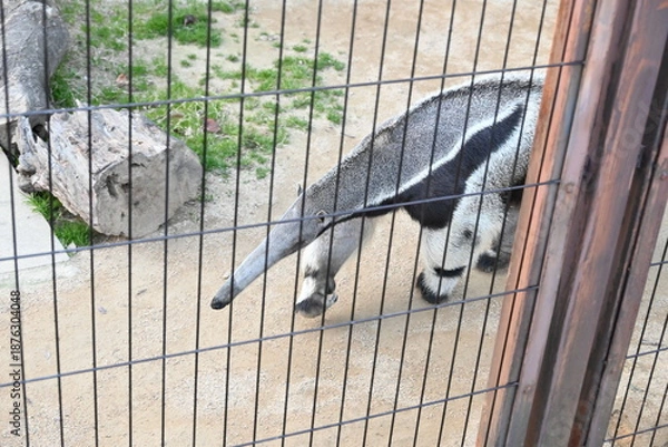 Obraz 長い鼻が特徴的なオオアリクイ