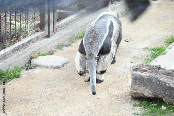 Obraz 長い鼻が特徴的なオオアリクイ