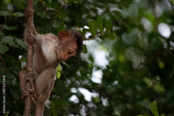 Obraz 可愛いサル