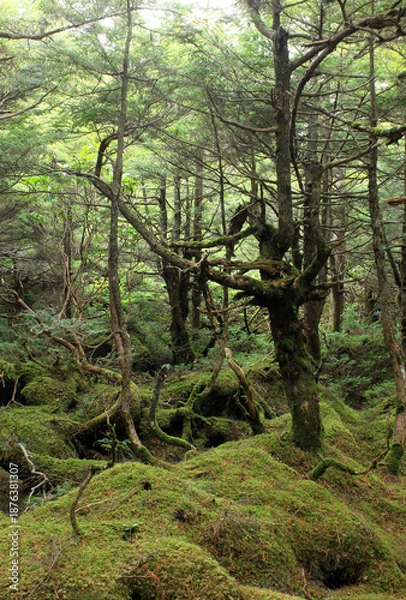 Obraz 白駒の池・苔と原生林