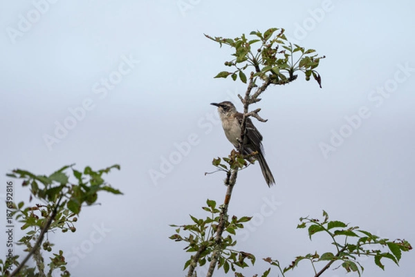 Obraz Galapagos mockingbird on a tree, Mimus parvulus