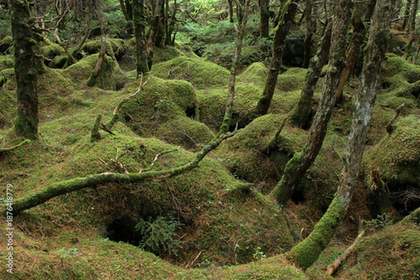 Obraz 白駒の池・苔と原生林