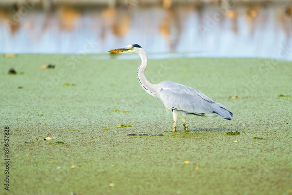 Obraz 刈り取り後の蓮田を歩くアオサギ