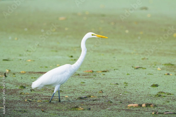 Obraz 刈り取り後の蓮田を歩くダイサギ